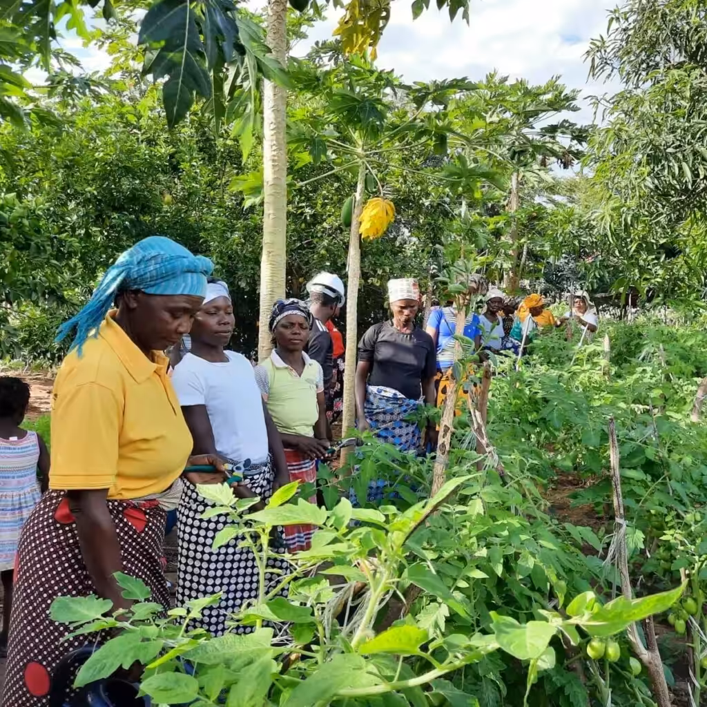 Cabo Delgado, Mozambique, agricultural program