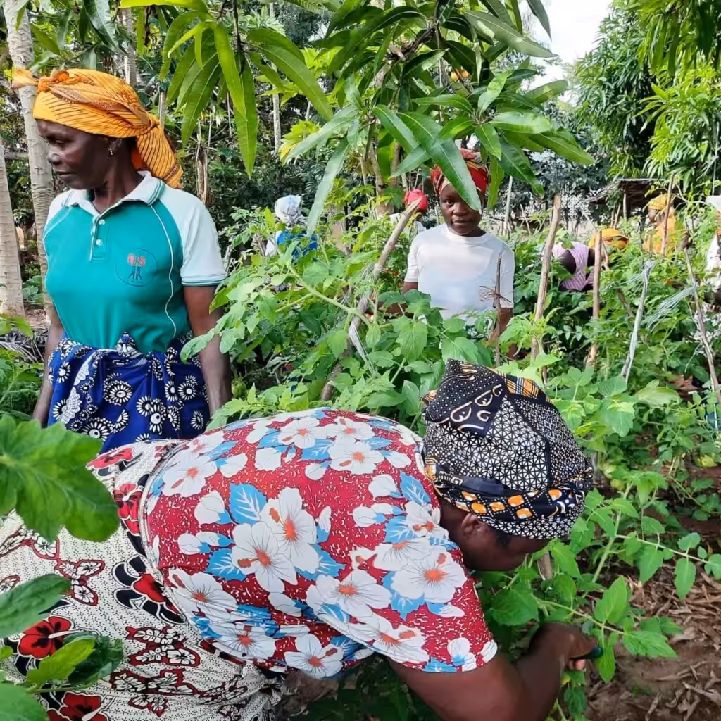 Cabo Delgado, Mozambique, agricultural program