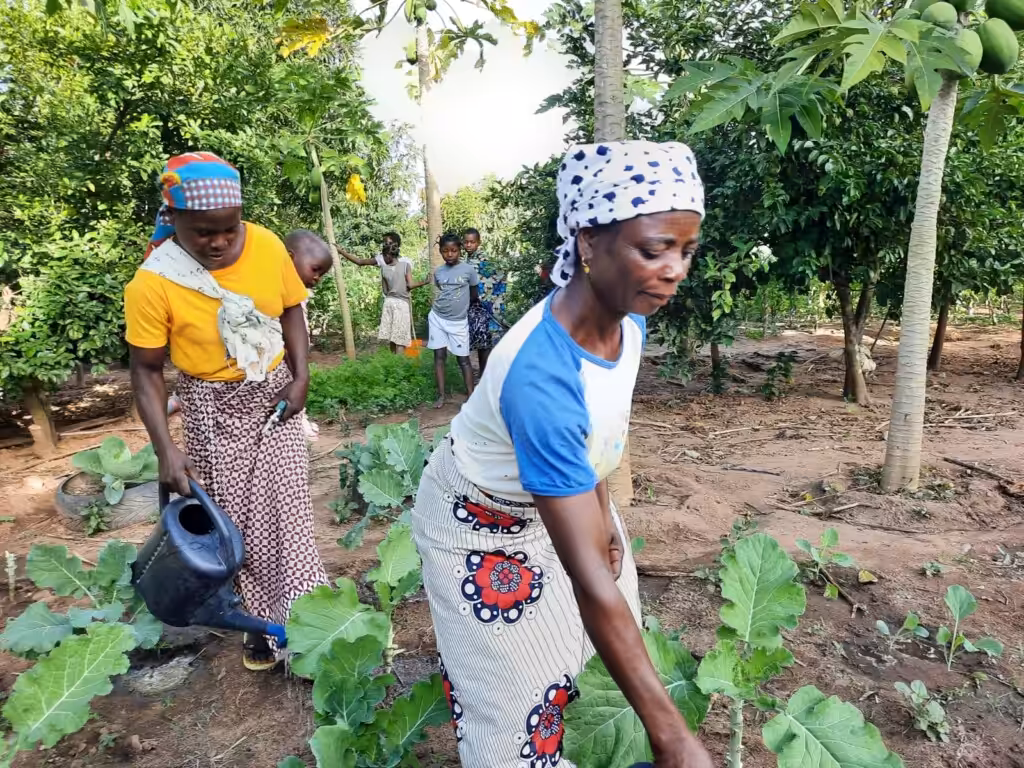 Cabo Delgado, Mozambique, agricultural program